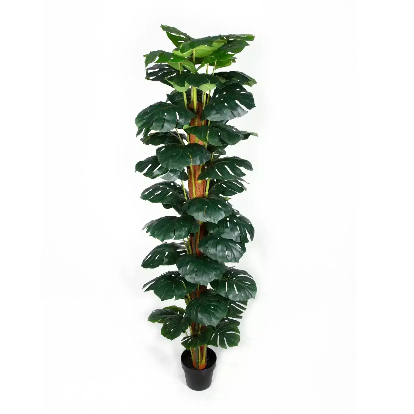 Artificial Monstera Adansonii Money Plant With Decorative Pot 180cm - Image 2