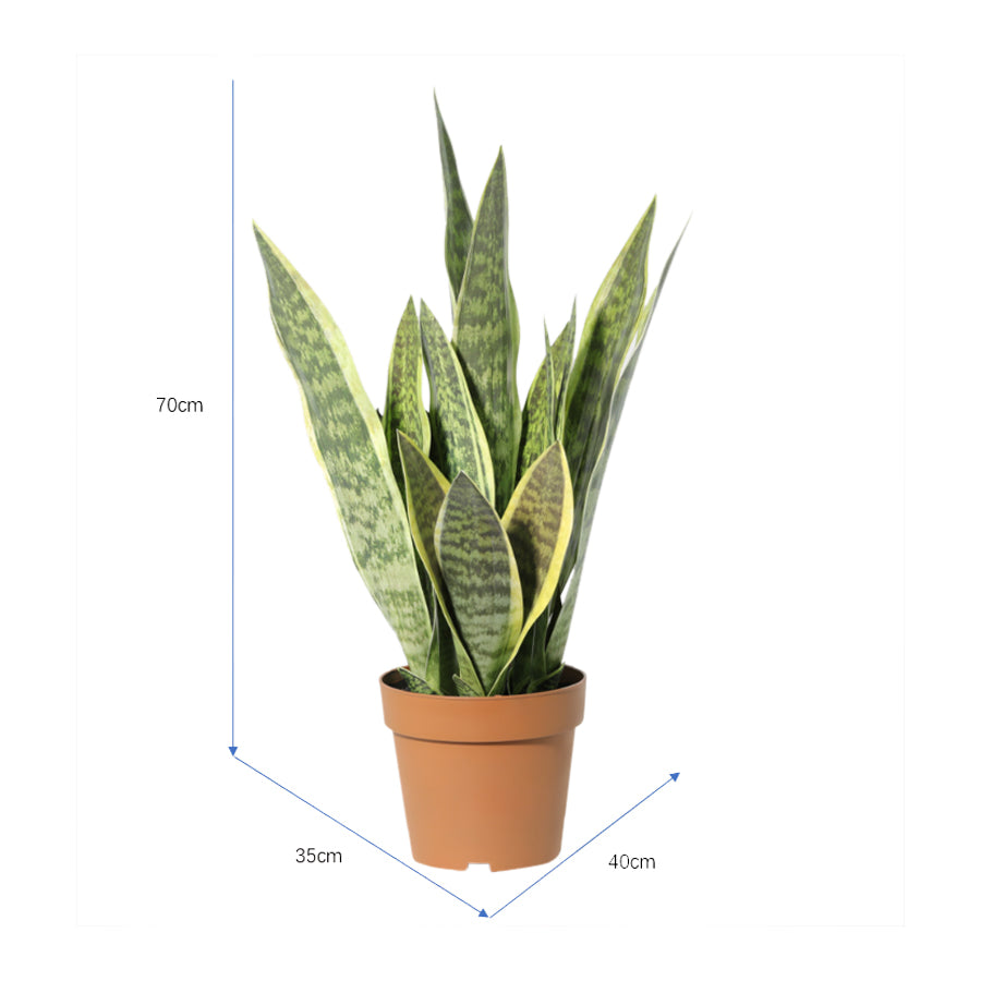 Potted Artificial Mother-In-Law'S Tongue Snake Plant 70cm - Image 5