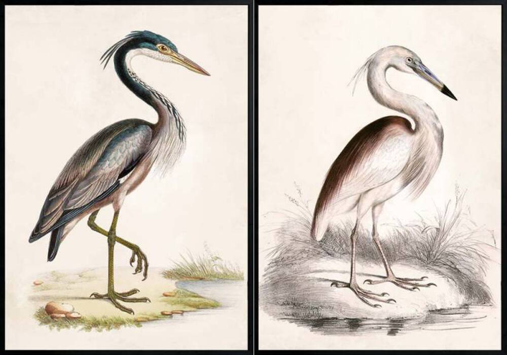 Set 2 Brilliant Bird Framed Canvas Wall Art 70cm