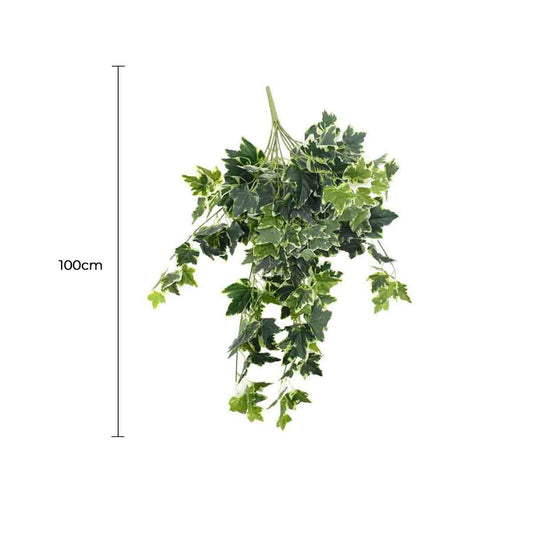 Mixed Green and White Tipped Ivy Bush 100cm - Image 2