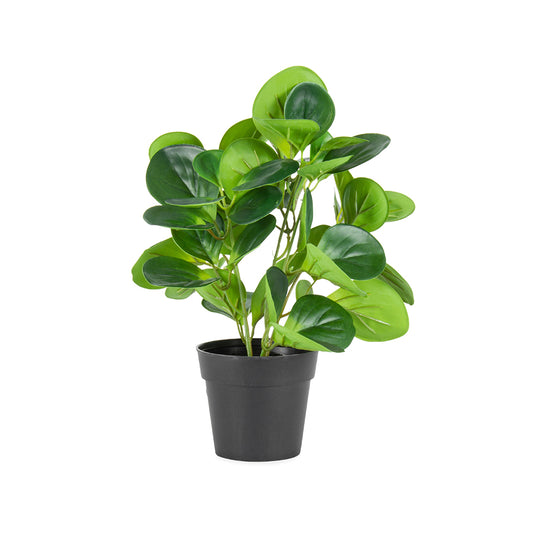 Potted Artificial Coin Leaf Peperomia 31cm - Image 2