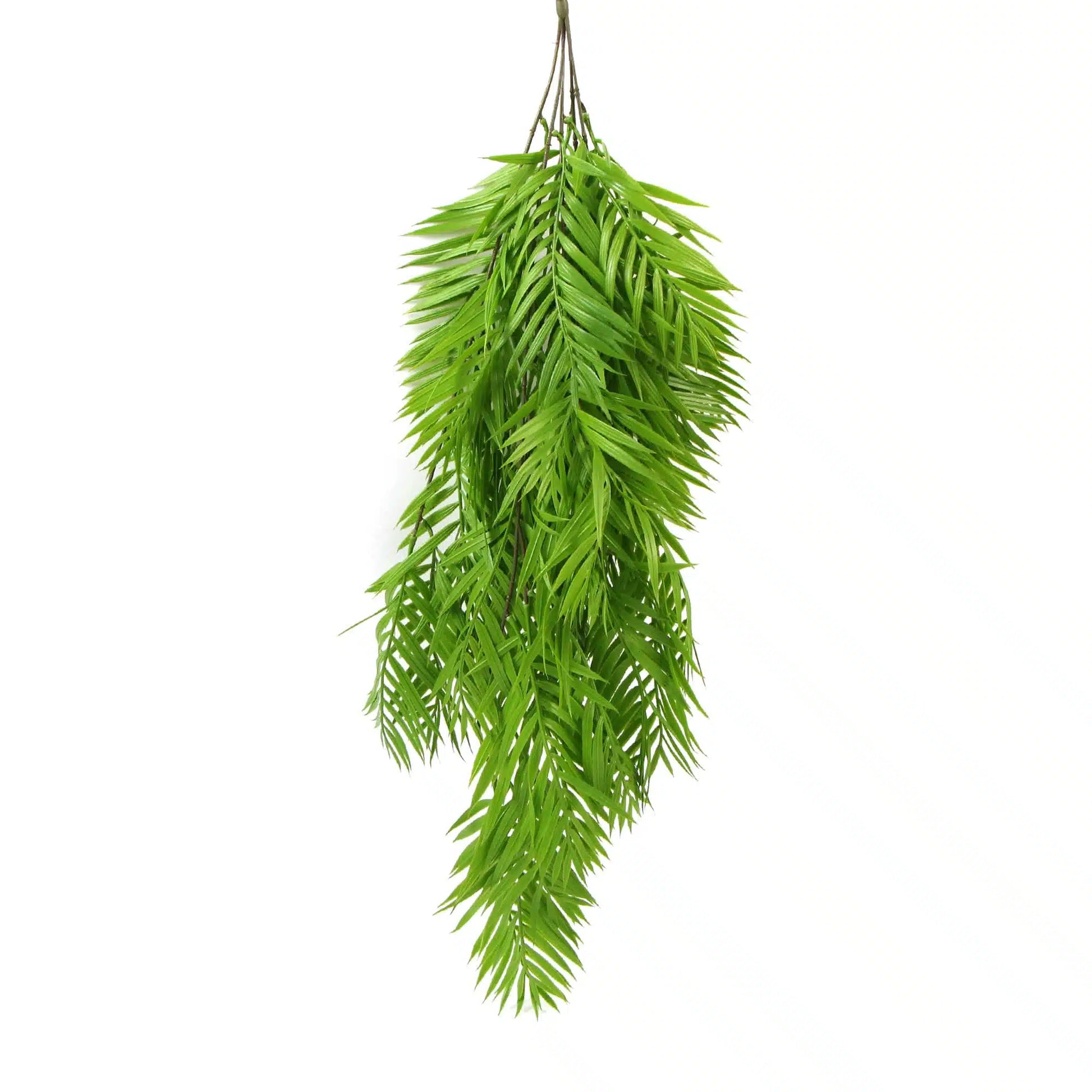 Hanging Basket, Ferns, and Small Potted Plant Bundle - Image 4