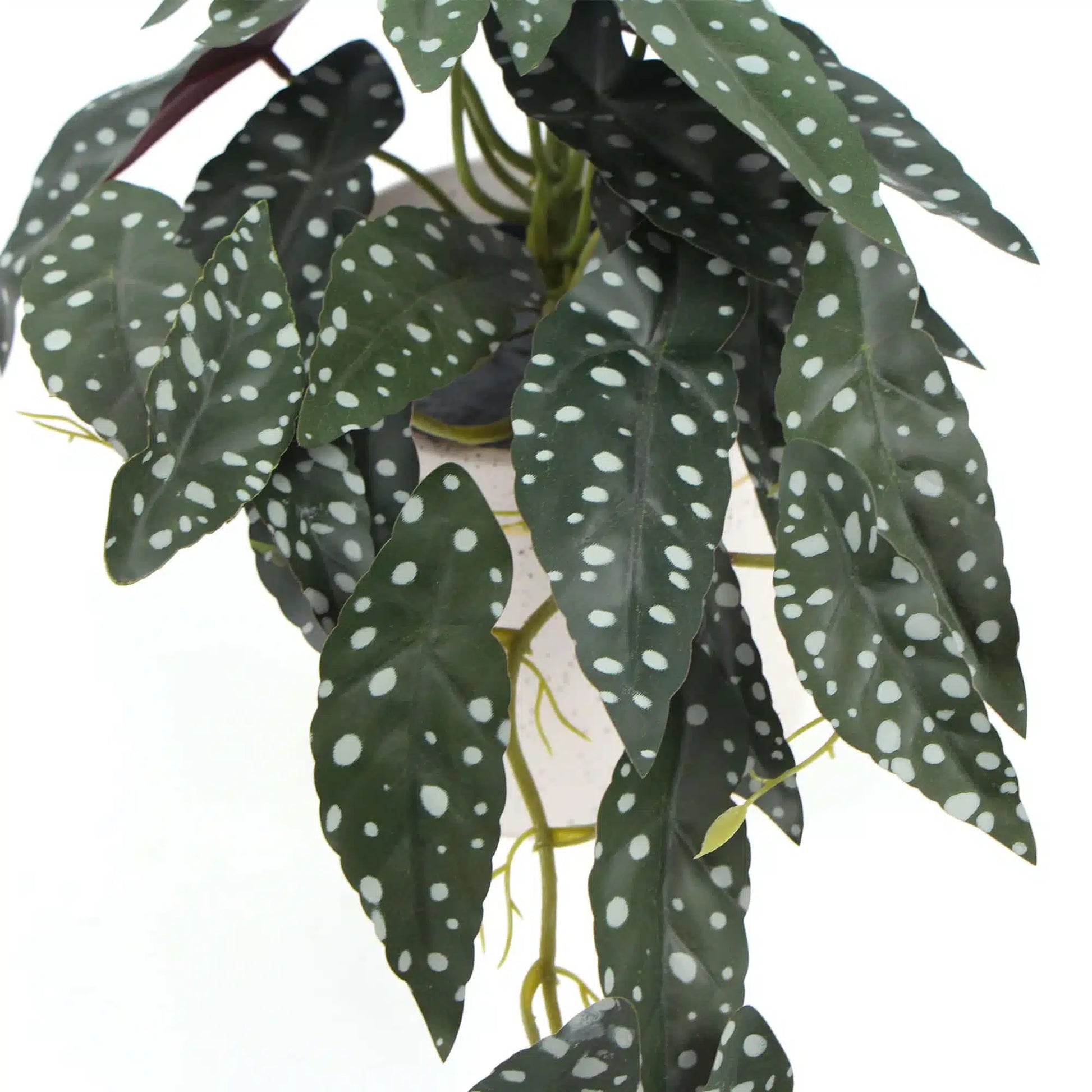 Artificial Begonia Maculata Plant In Decorative Bowl 30cm - Image 4