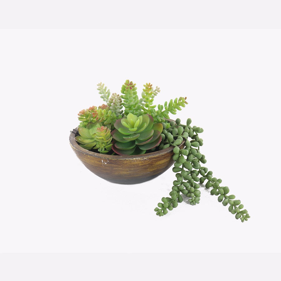 Kaori Mixed Succulent Bowl 20cm - Image 3