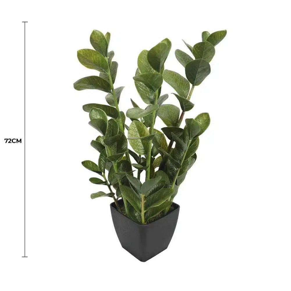 72cm Potted Multi Stem Zanzibar - Image 2