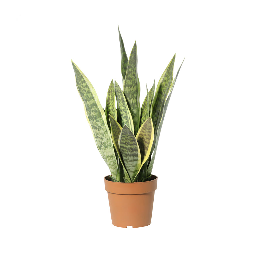 Potted Artificial Mother-In-Law'S Tongue Snake Plant 70cm - Image 3
