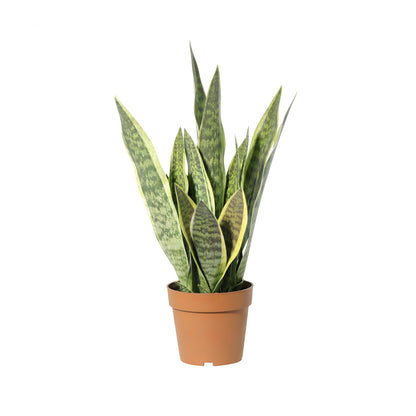 Potted Artificial Mother-In-Law'S Tongue Snake Plant 70cm - Image 3
