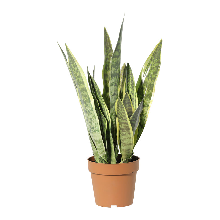 Potted Artificial Mother-In-Law'S Tongue Snake Plant 70cm - Image 4