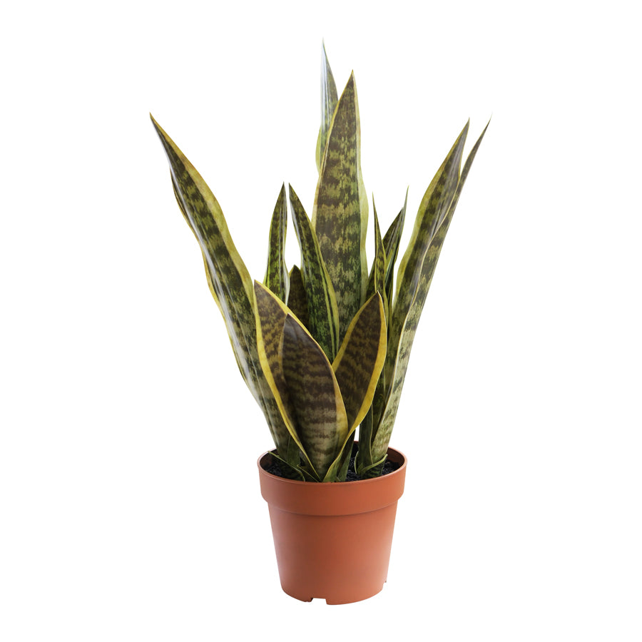 Potted Artificial Mother-In-Law'S Tongue Snake Plant 70cm