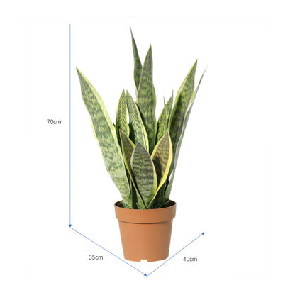 Potted Artificial Mother-In-Law'S Tongue Snake Plant 70cm - Image 5