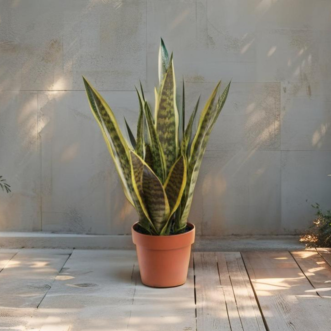 Potted Artificial Mother-In-Law'S Tongue Snake Plant 70cm - Image 2
