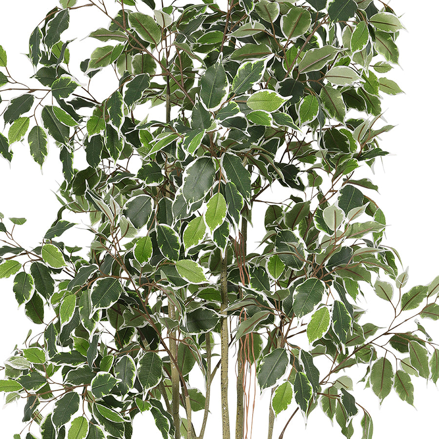Potted Artificial Variegated Ficus Tree 168cm - Image 3