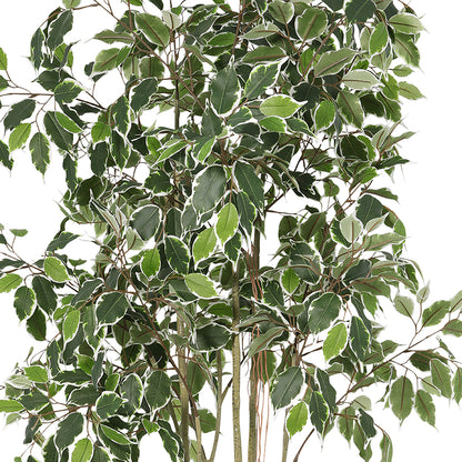 Potted Artificial Variegated Ficus Tree 168cm - Image 3