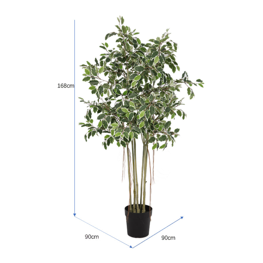 Potted Artificial Variegated Ficus Tree 168cm - Image 4