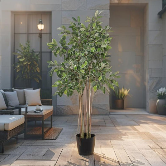 Potted Artificial Variegated Ficus Tree 168cm - Image 2