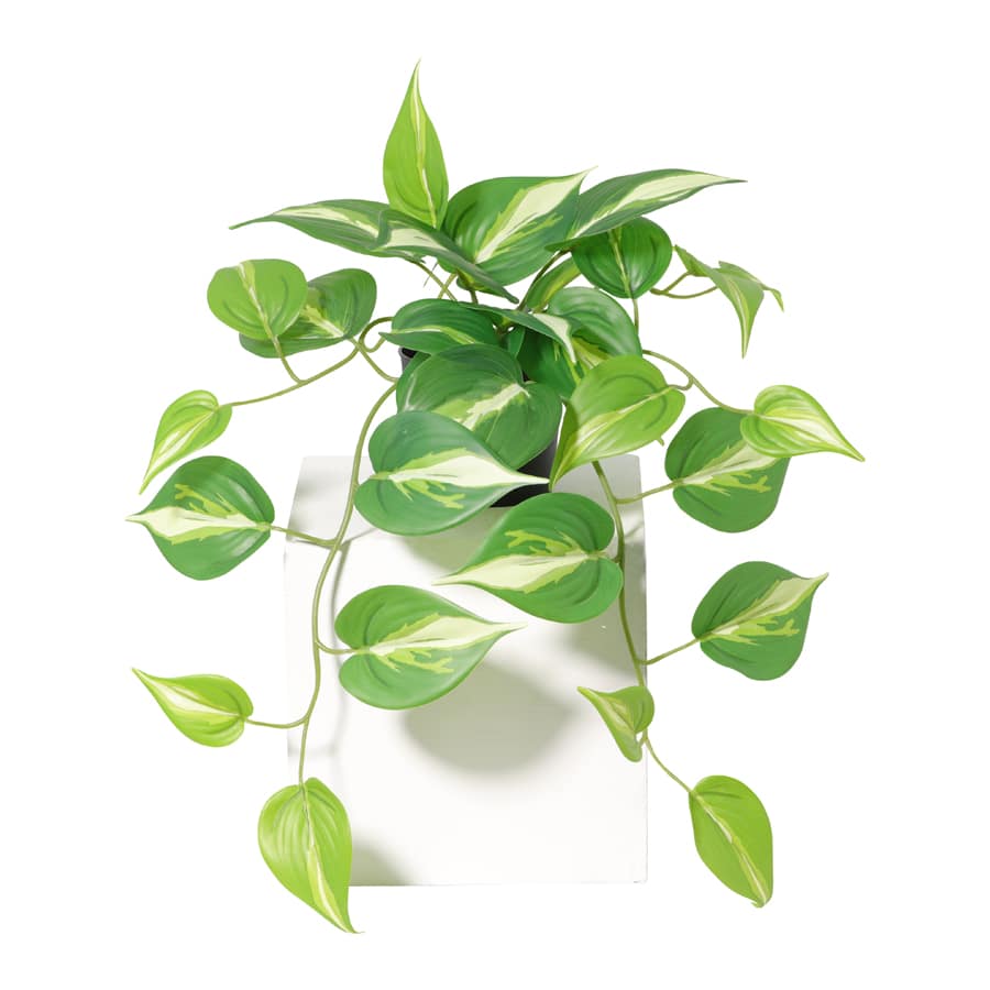 Potted Artificial Hanging Variegated Pothos 42cm - Image 3