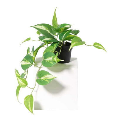Potted Artificial Hanging Variegated Pothos 42cm - Image 4