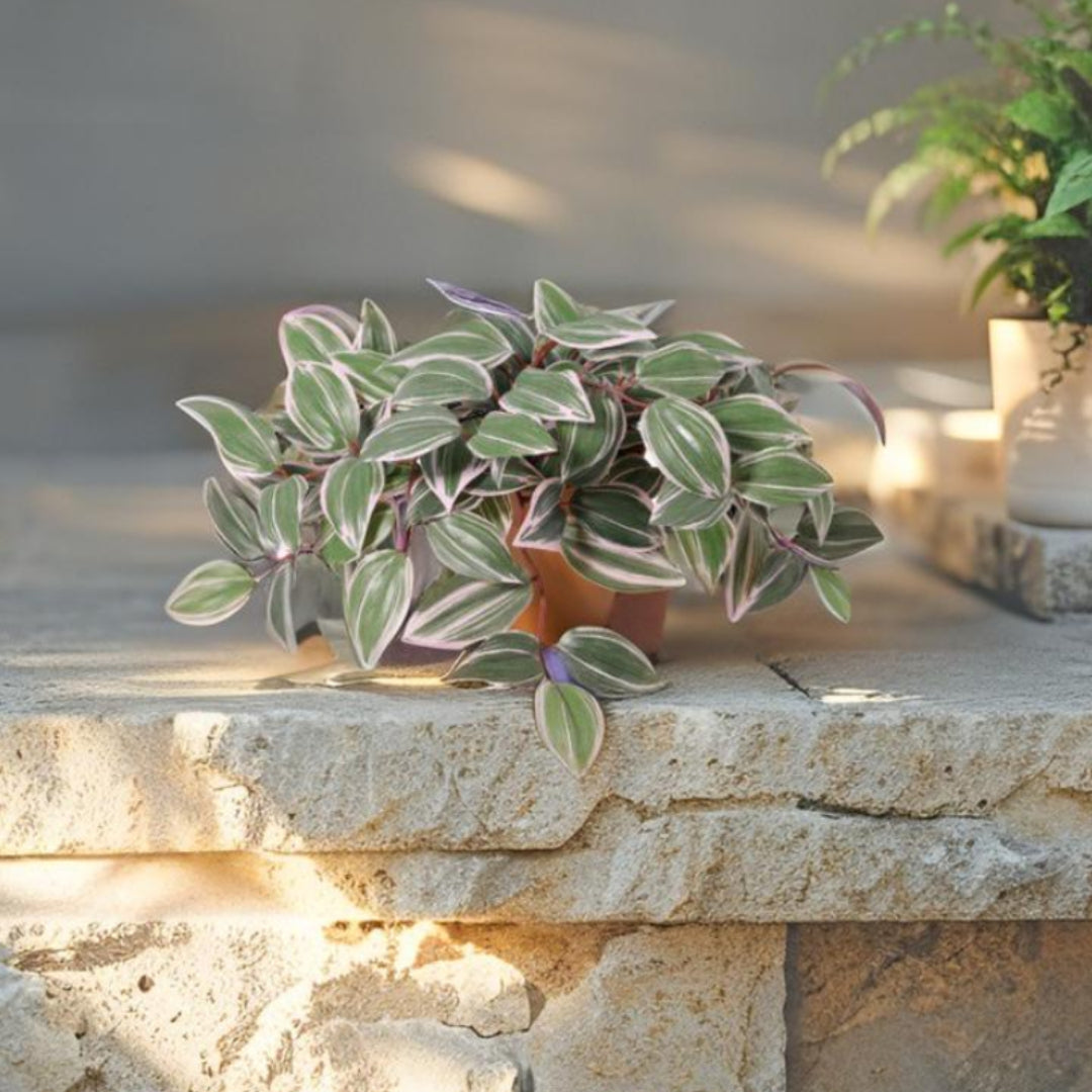 Potted Artificial Wandering Dude Plant 40cm - Image 3
