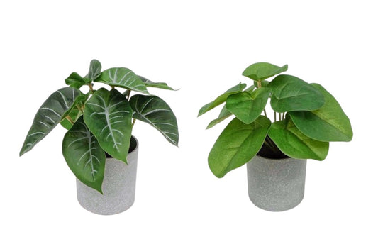 Set 2 Artificial Syngonium & Pilea 17cm