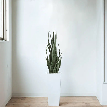 Artificial Snake Plant Sansevieria UV Resistant 90cm - Image 3