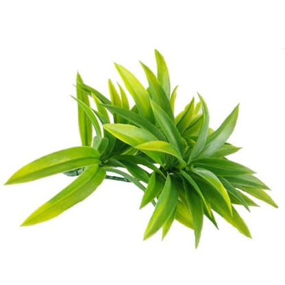 Dracaena (Yucca) Stem UV Resistant - Image 3