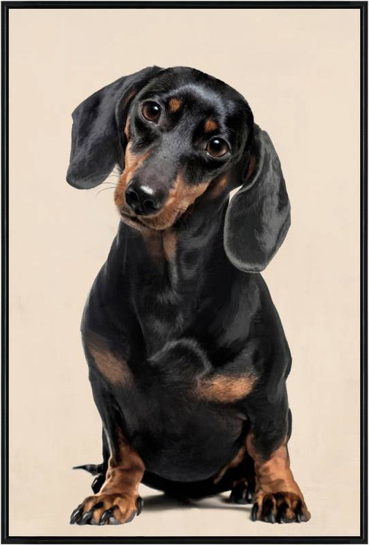Timothy Dachshy Dog Framed Canvas 90cm