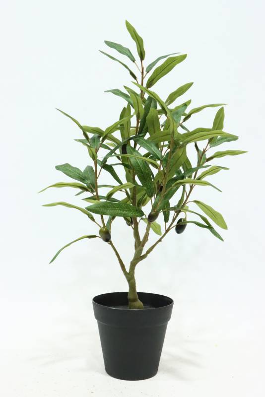 Olive Tree In Pot 50cm