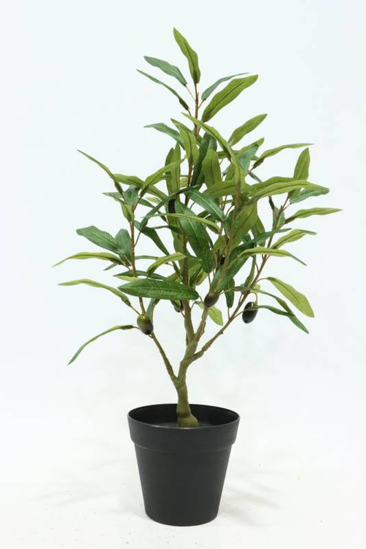 Olive Tree In Pot 50cm