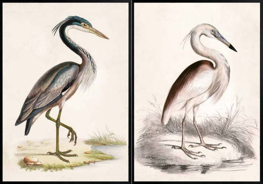 Set 2 Brilliant Bird Framed Canvas Wall Art 70cm