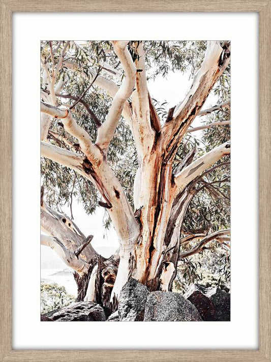 Bark Tree Framed Artwork 80cm