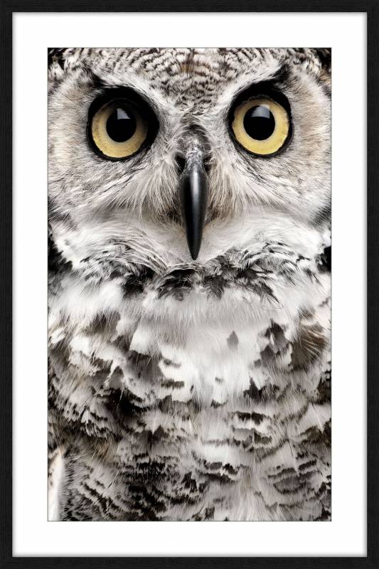 Oliver Owl w Glass Front Wall Art 120cm