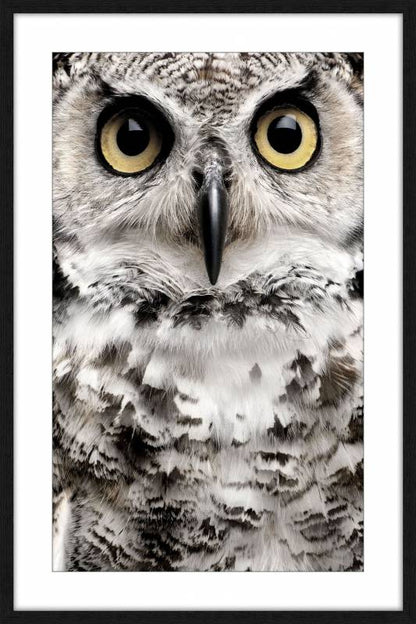 Oliver Owl w Glass Front Wall Art 120cm
