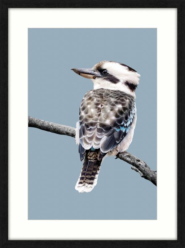 Kookaburra Artwork w Glass Front Wall Art 80cm