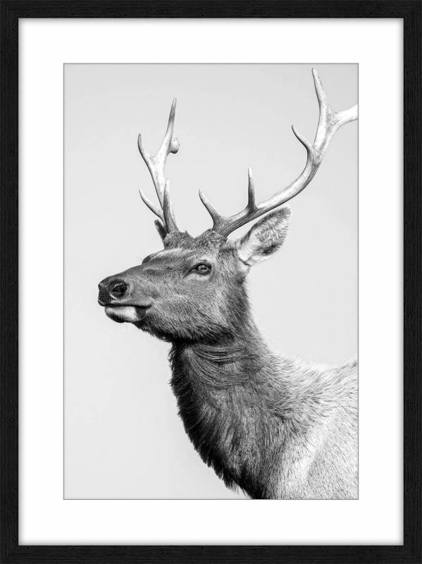 Costello Deer Artwork 80cm