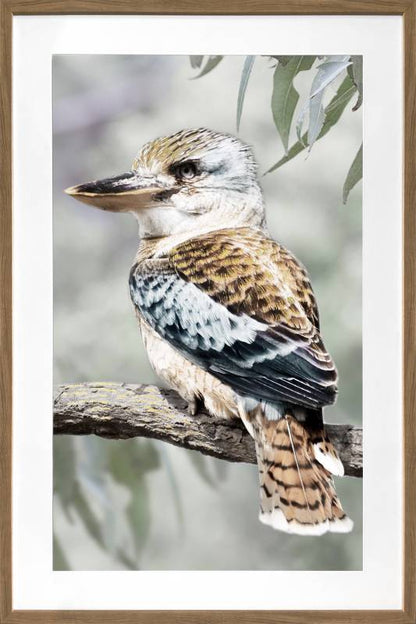 Kiki Kookaburra Artwork Framed w Glass Front 120cm