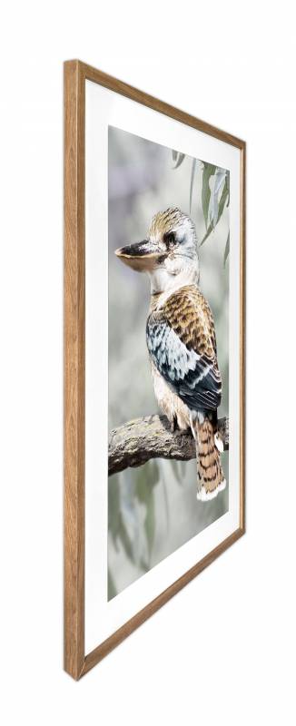 Kiki Kookaburra Artwork Framed w Glass Front 120cm - Image 3