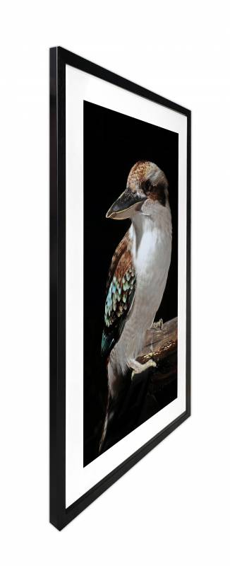 Mystery Kookaburra Artwork Framed w Glass Front 120cm - Image 3