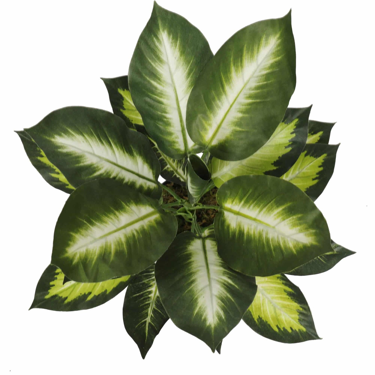 Leopard Lily (Dieffenbachia) with Pot 40cm - Image 3