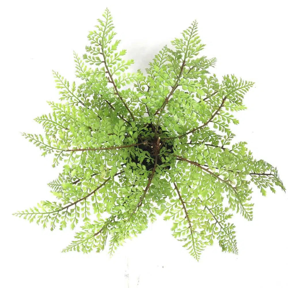 Faux Small Potted Fern 35cm - Image 4