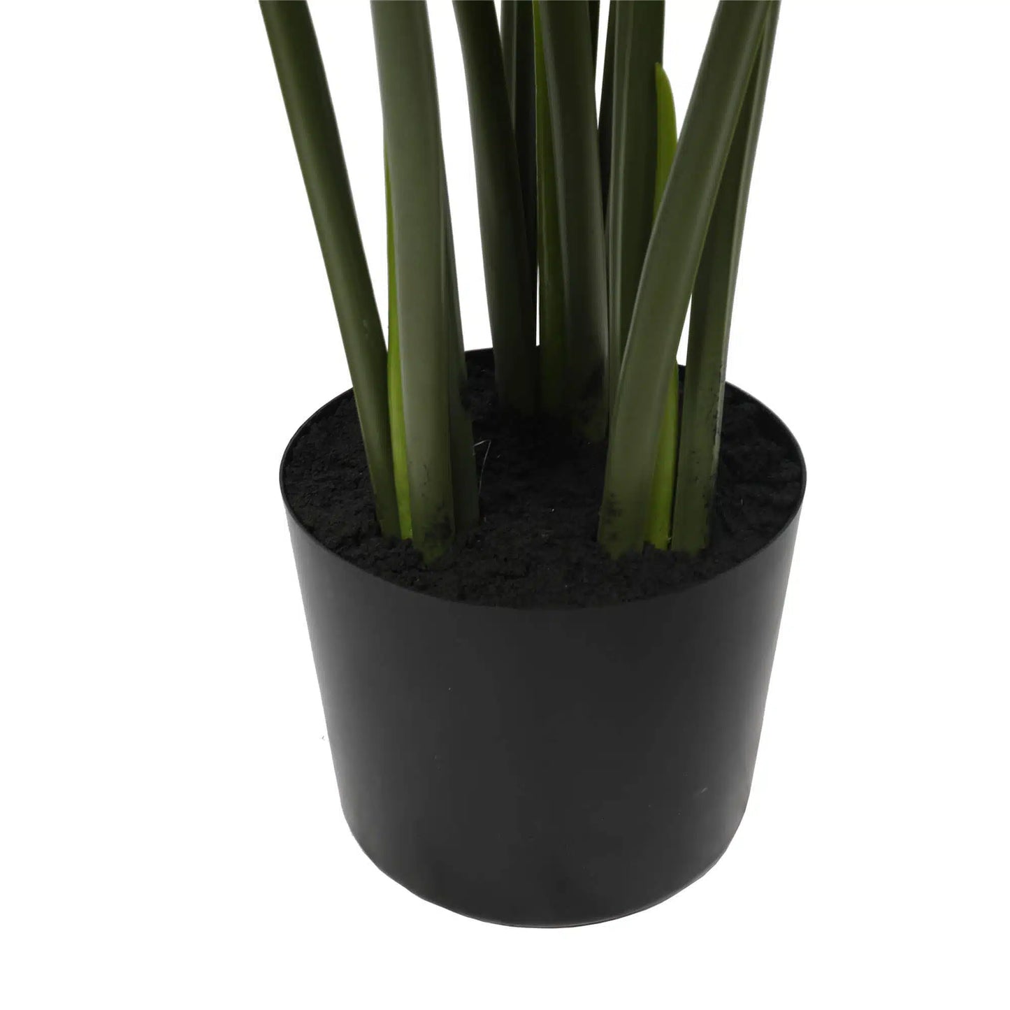 Split Philodendron Monstera Deliciosa (Split Leaf) 120cm - Image 4