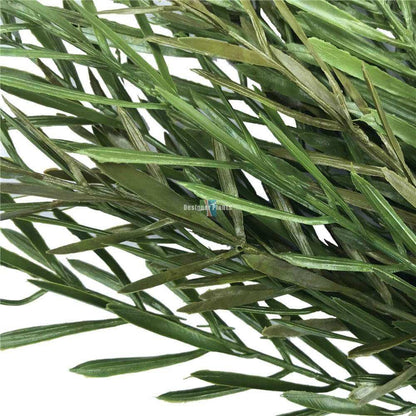 Native Tea Tree Stem UV Resistant 45cm - Image 3