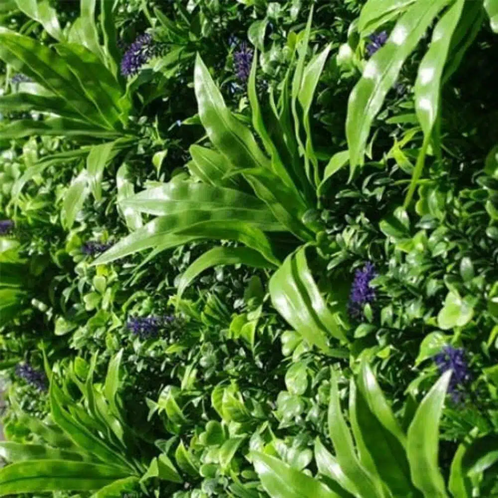 Lavandula Vertical Garden / Green Wall UV Resistant SAMPLE - Image 4