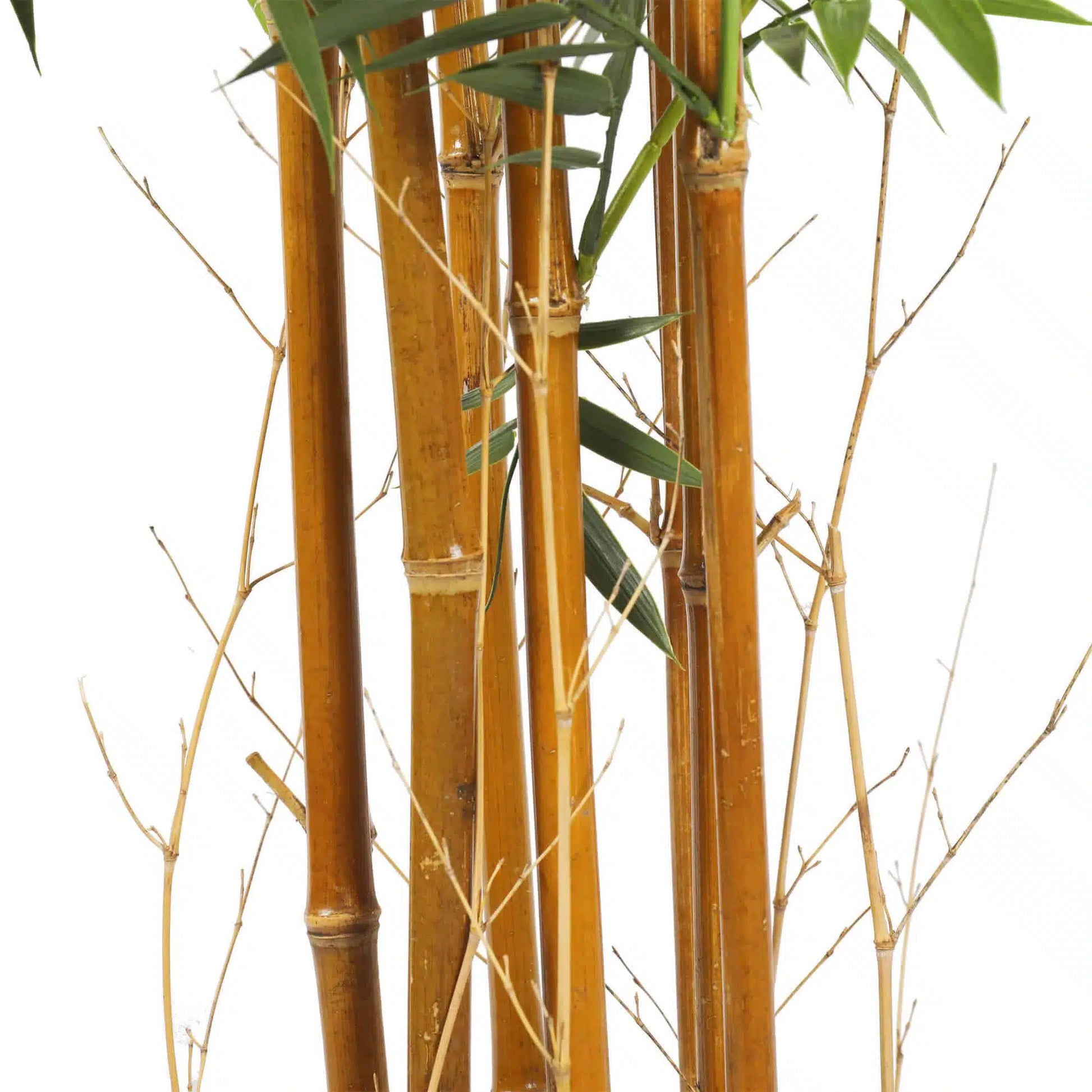 Premium Natural Cane Artificial Bamboo (UV Resistant) 180cm - Image 3