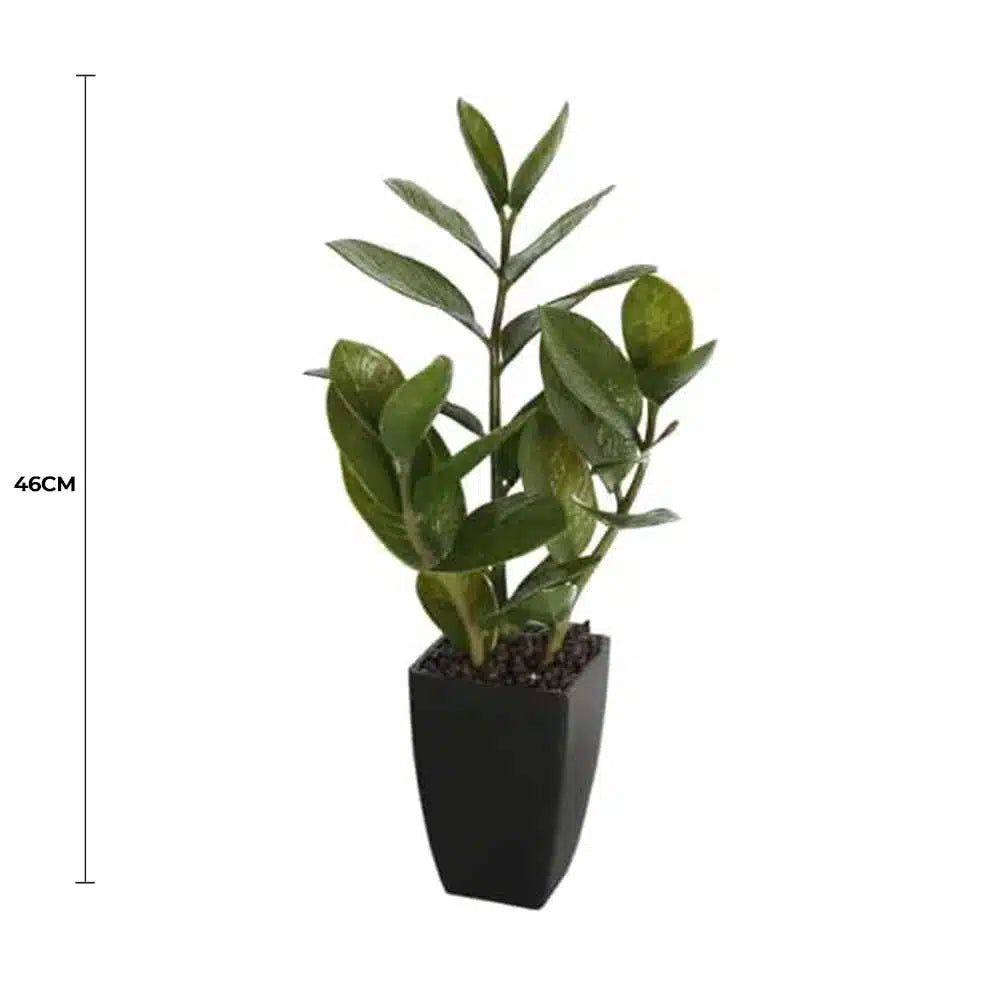 Potted Zanzibar 46cm - Image 2