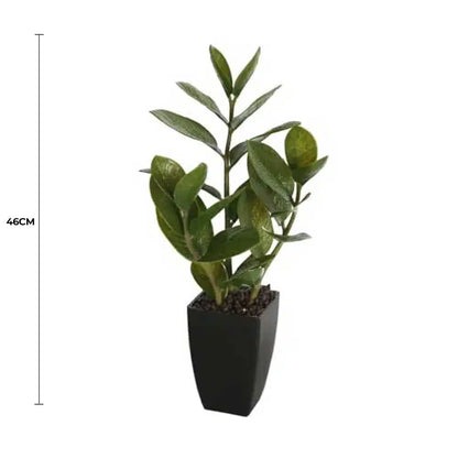 Potted Zanzibar 46cm - Image 2