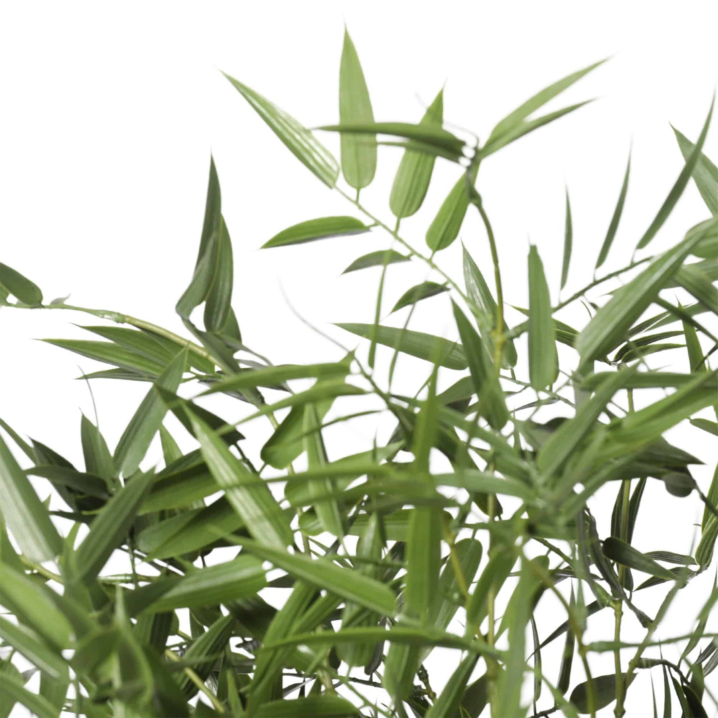 Premium Potted Artificial Black Bamboo Tree UV Resistant 180cm - Image 4