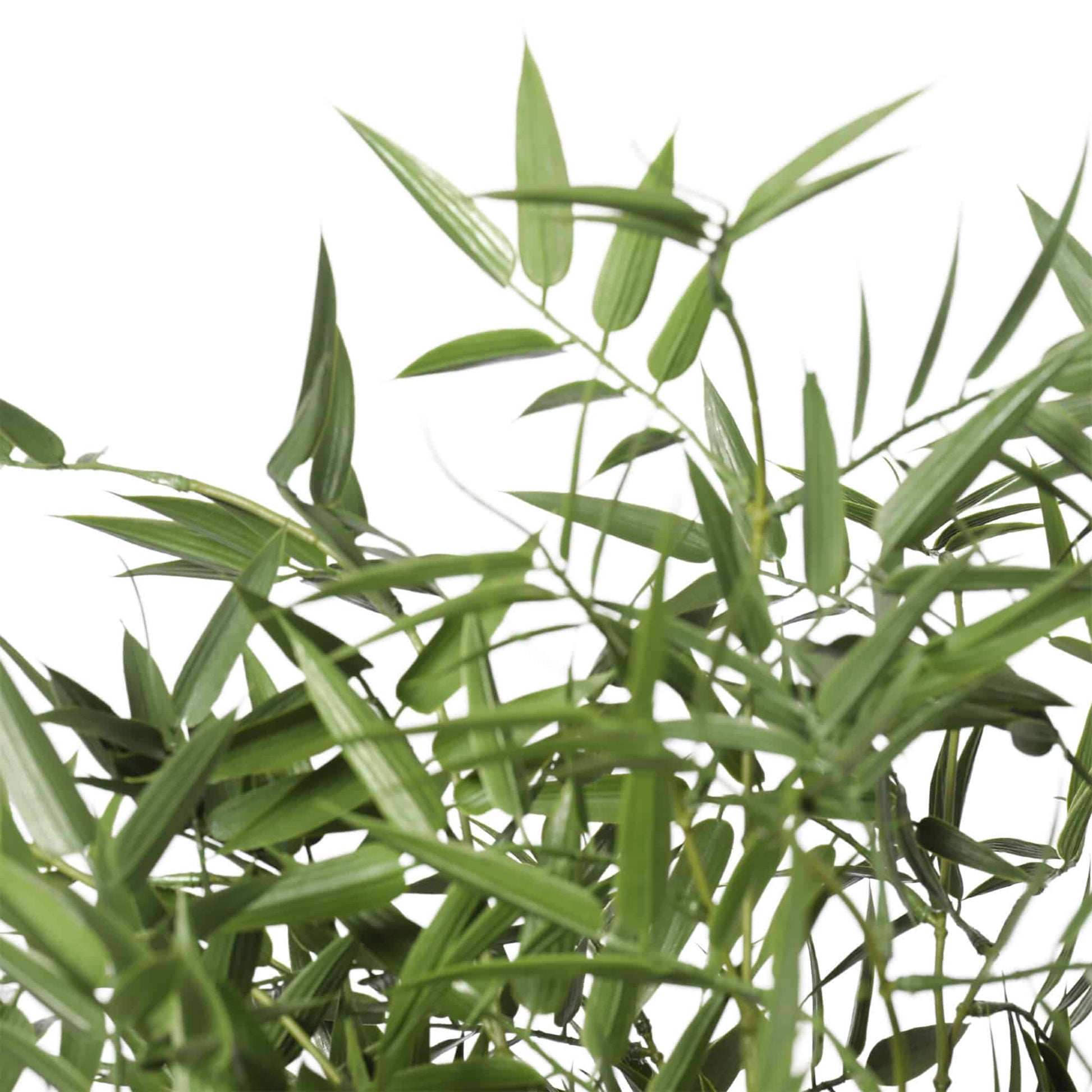 Premium Potted Artificial Black Bamboo Tree UV Resistant 180cm - Image 4
