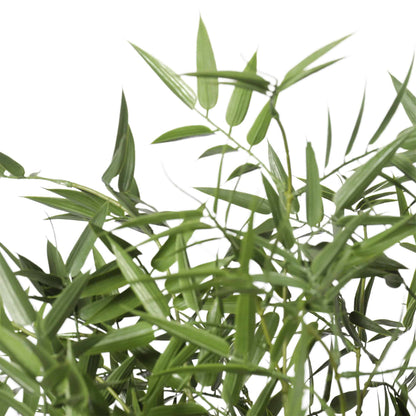 Premium Potted Artificial Black Bamboo Tree UV Resistant 180cm - Image 4