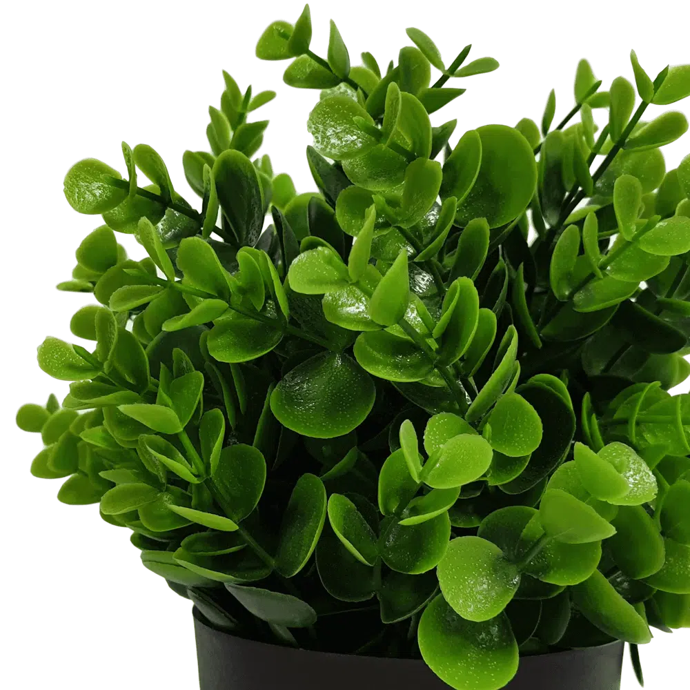 Small Potted Artificial Peperomia Plant UV Resistant 20cm - Image 3
