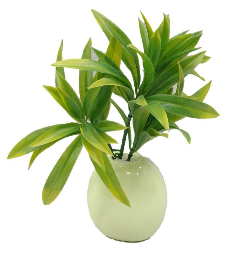 Dracaena (Yucca) Stem UV Resistant - Image 5